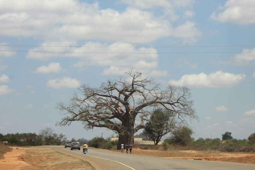 green tree on brown field under white clouds during daytime oZnSn1R