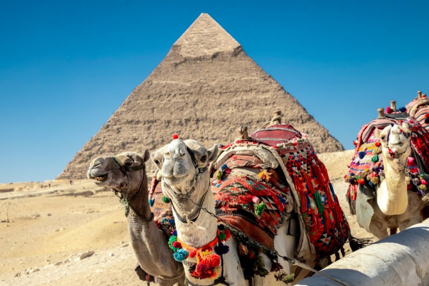 a group of camels with colorful cloths on their heads