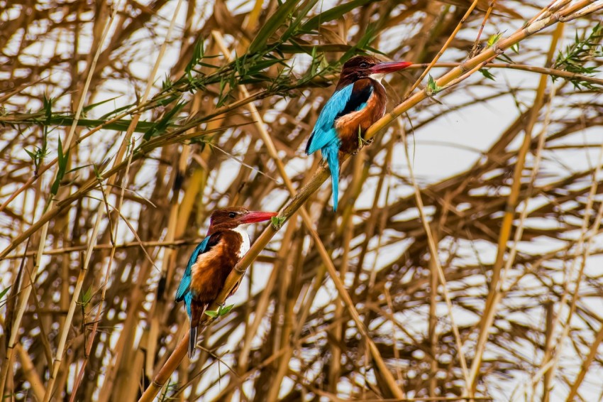 a couple of birds sitting on top of a tree branch xwrbxcqy