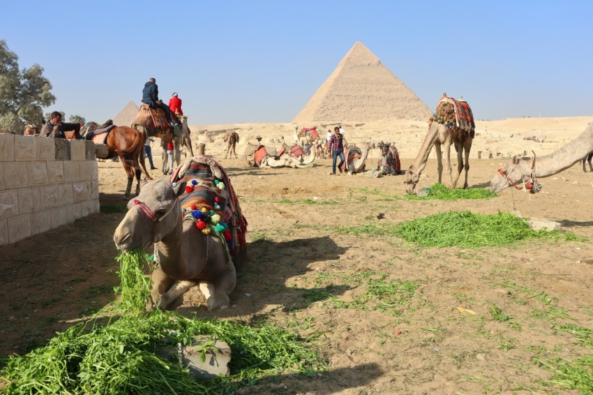 a group of camels eating grass in front of the pyramids