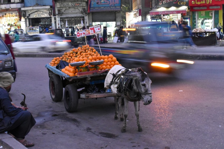 a donkey pulling a cart full of oranges down a street 4jcetg