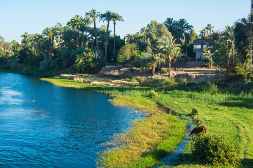 a horse grazing on grass next to a body of water mFS2qh_