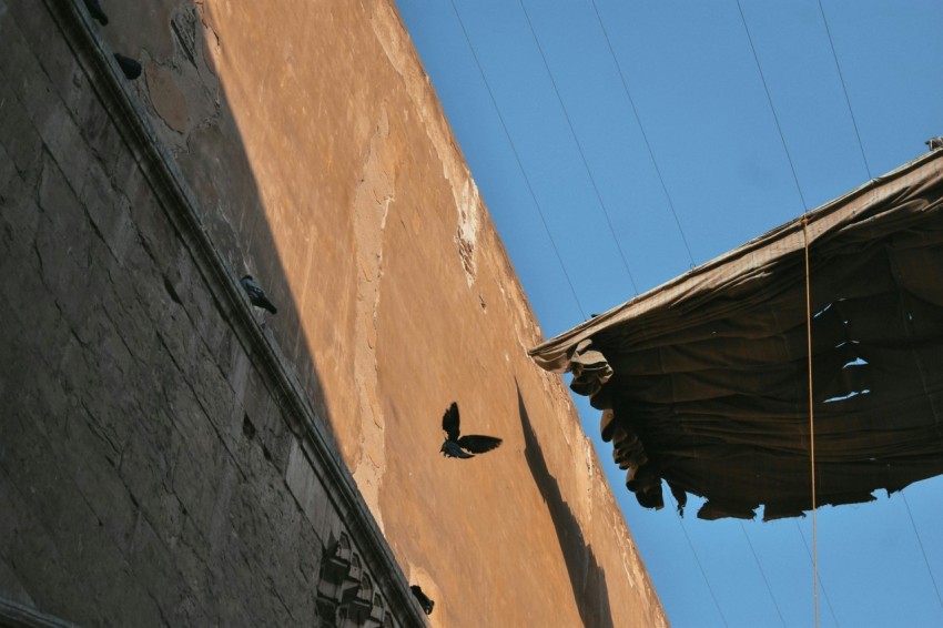 a bird flying near a building with a blue sky in the background