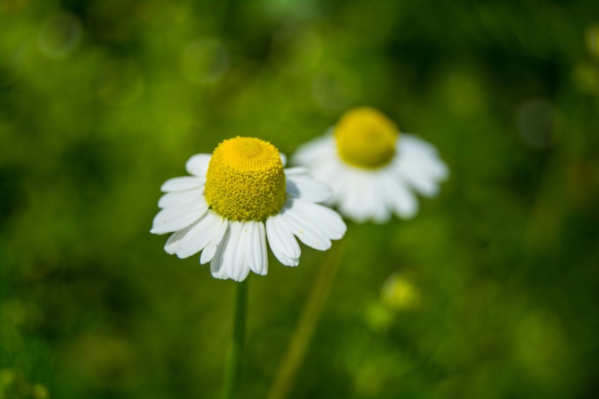 a couple of white and yellow flowers in a field 0sb