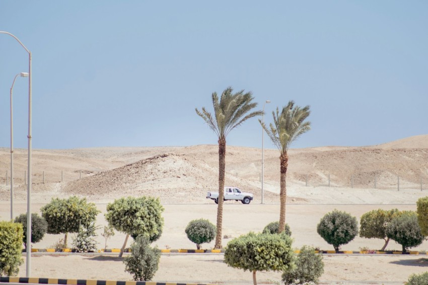 green trees on brown sand under blue sky during daytime