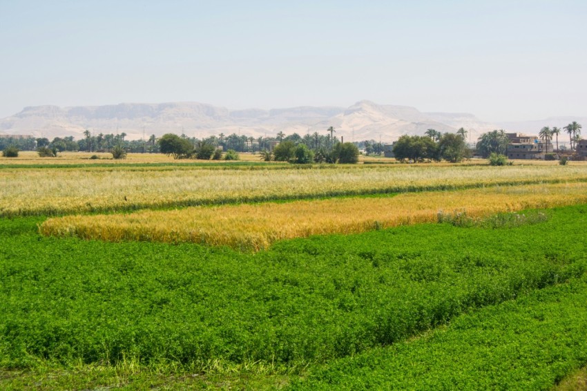 a field of crops with mountains in the background JqhD