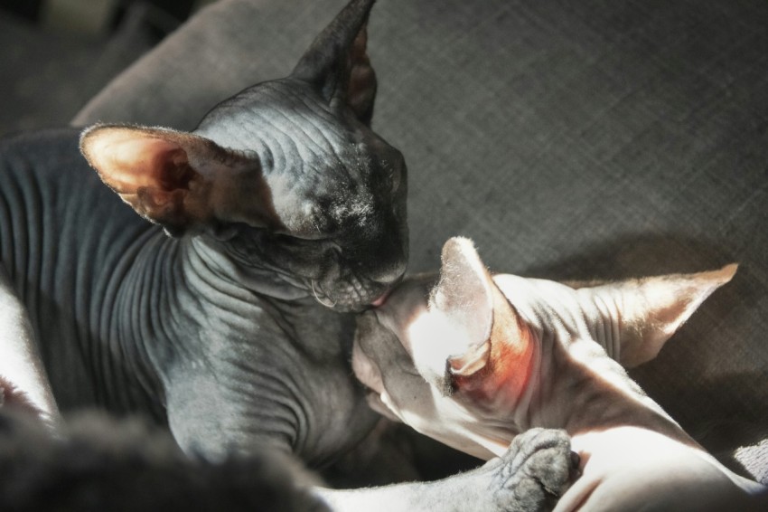 a hairless cat laying next to another cat on a couch