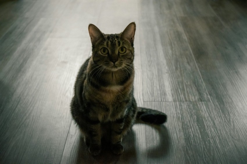 a cat sitting on a wooden floor looking at the camera