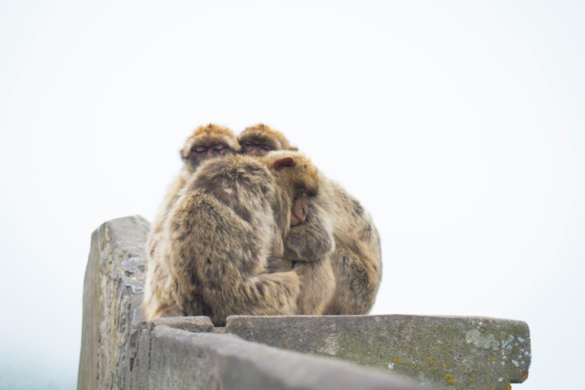 shallow focus photography of brown monkey hugging each other CrVgi