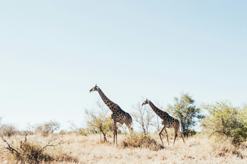 two brown giraffe on brown grass field