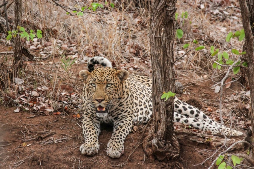 brown and black leopard lying besides tree at daytime