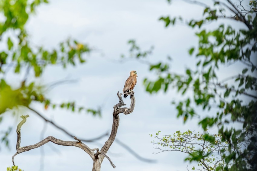 landscape photography of bird on tree branch sOOgn