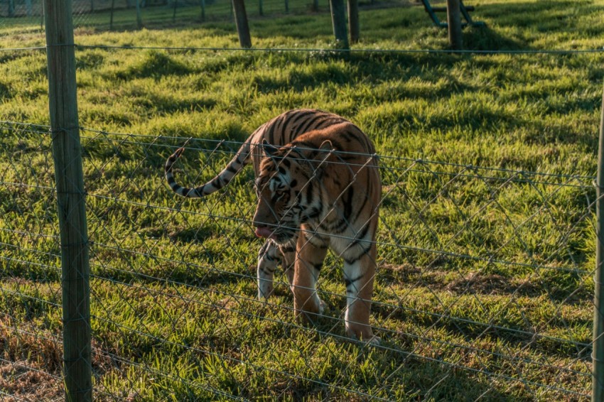 brown tiger lying on green grass during daytime