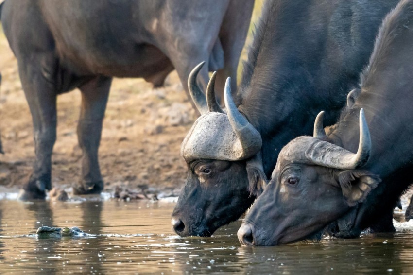 water buffalos