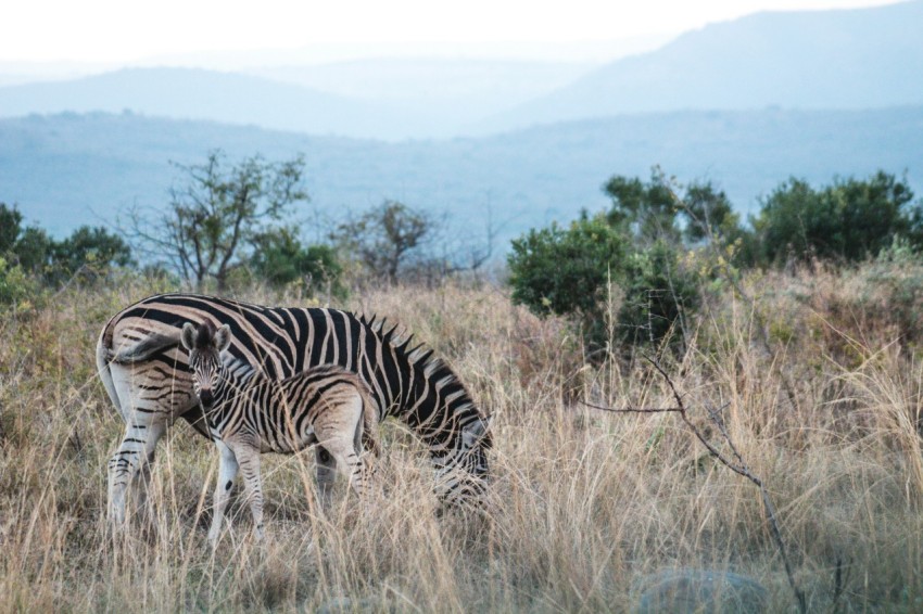 black and white zebra on brown grass at daytime