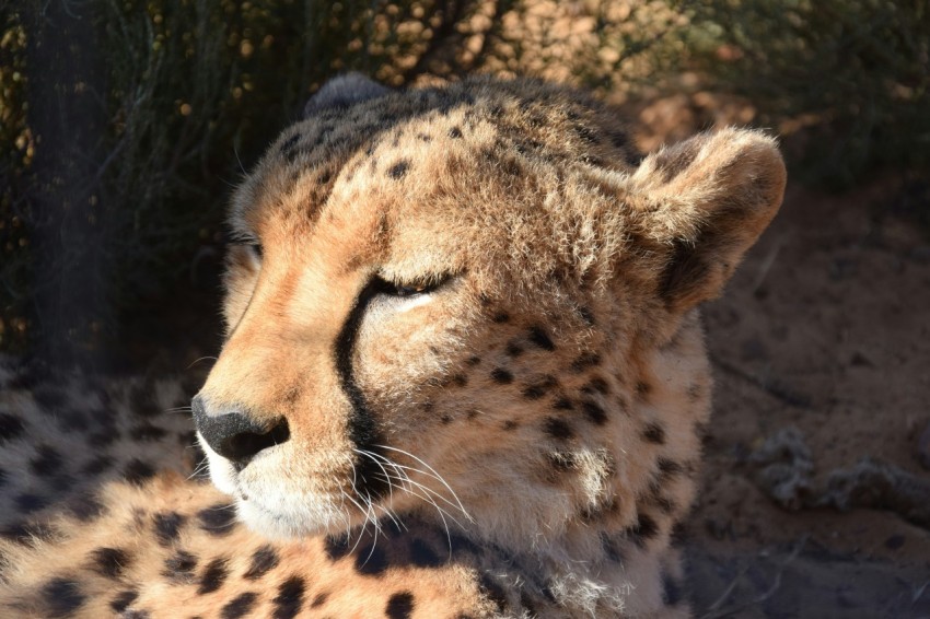 close up photo of cheetah closing eyes