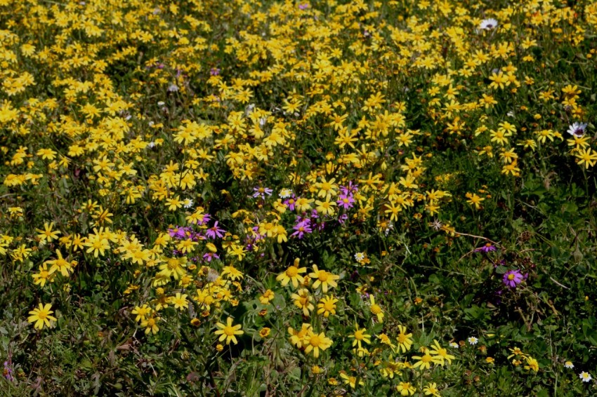 a field full of yellow and purple flowers