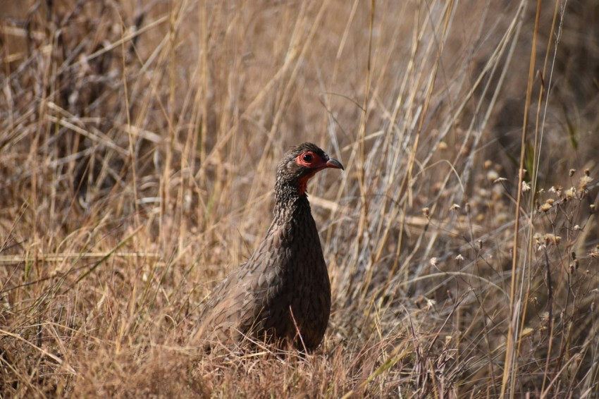 black and red bird on brown grass during daytime