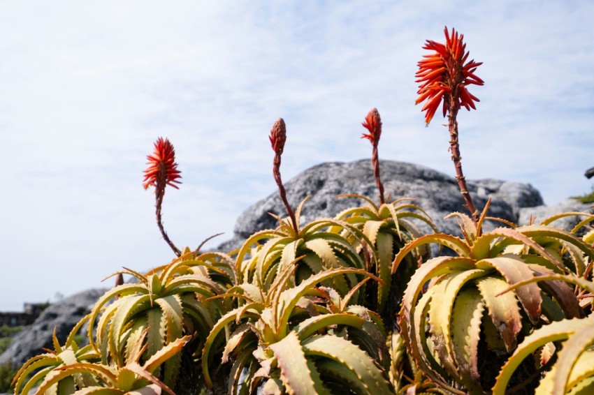 a close up of some plants