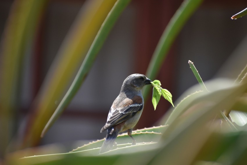 brown and gray bird on green plant