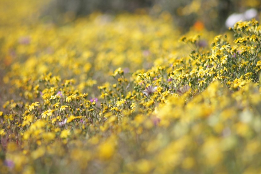 a field full of yellow and purple flowers