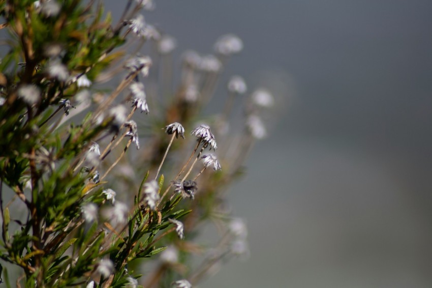 a close up of a plant