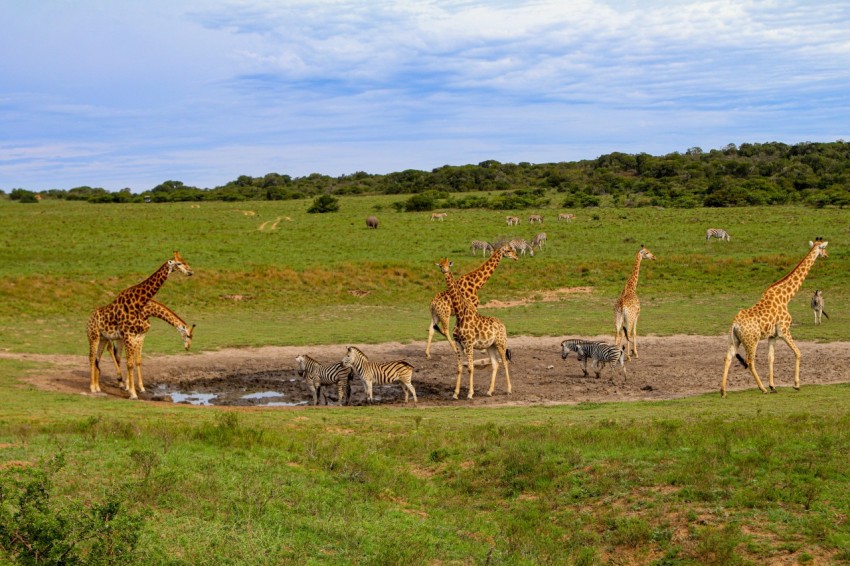 brown giraffe on green grass field during daytime