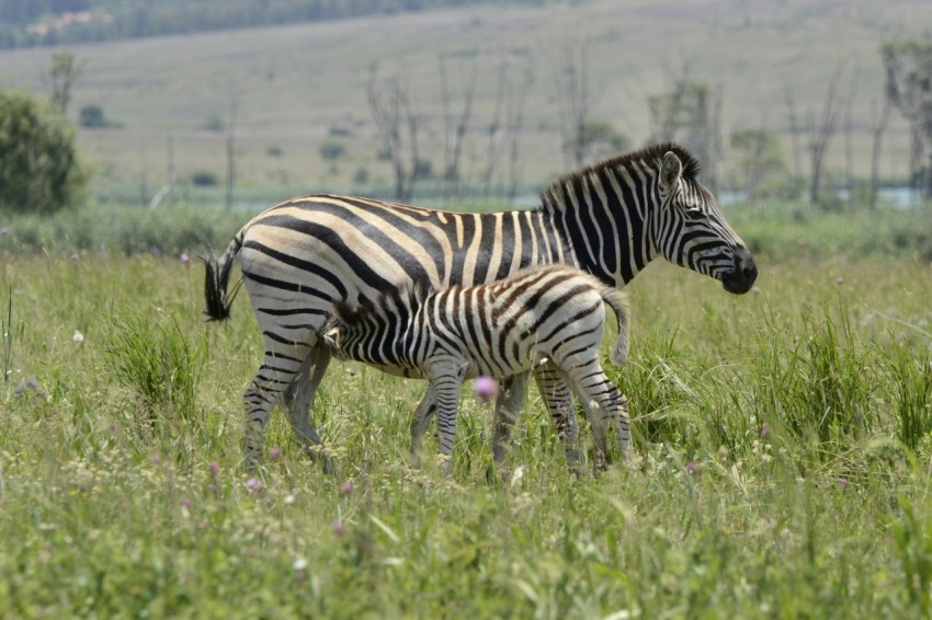 zebra on green grass field during daytime XWio