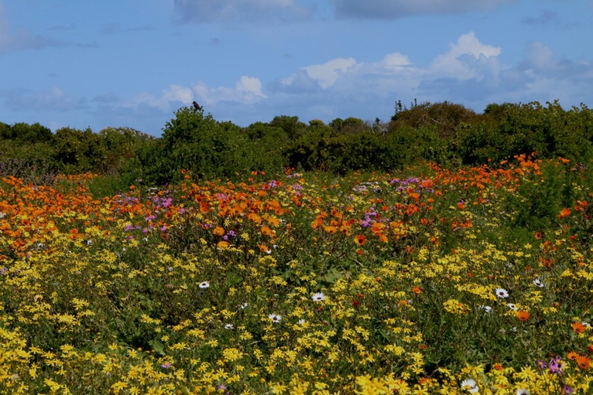 a field full of wild flowers under a blue sky rP642aUls