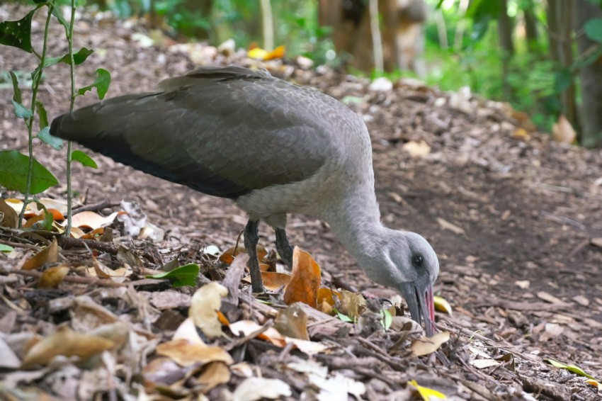 a bird is eating leaves on the ground