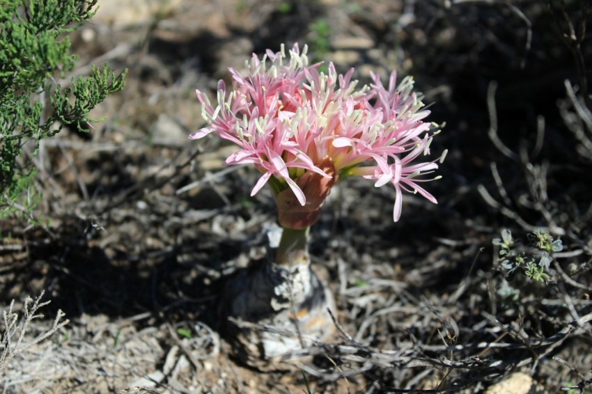 a small pink flower in the middle of a field