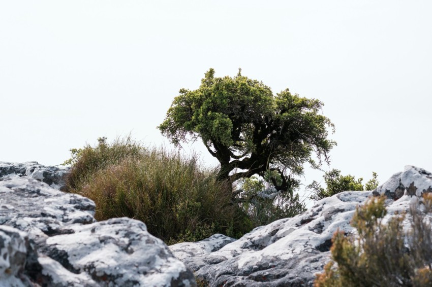 a tree on a mountain