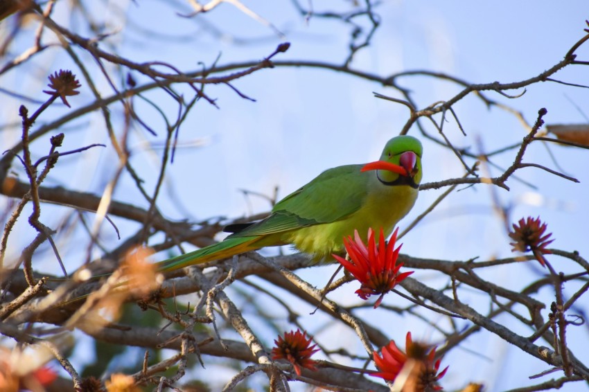 a green bird sitting on top of a tree branch