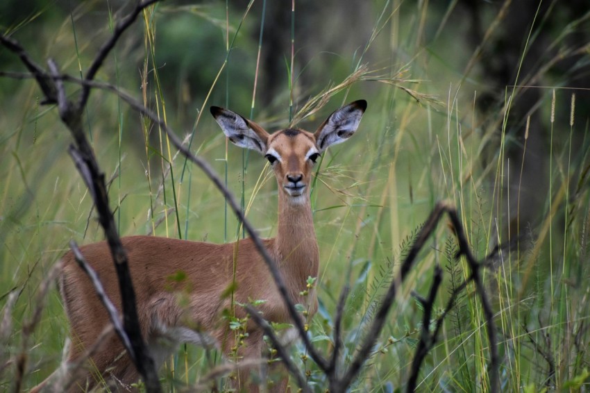 brown deer on green grass during daytime