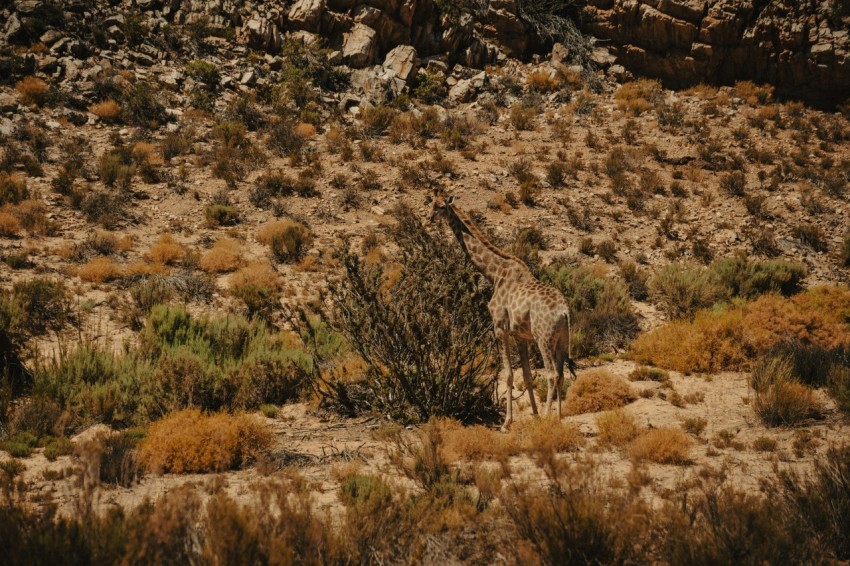 a giraffe standing in the middle of a desert Cs