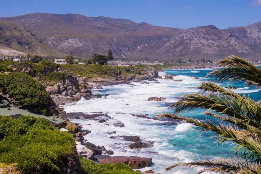 green trees near body of water during daytime