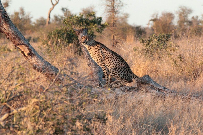 cheetah in wilderness