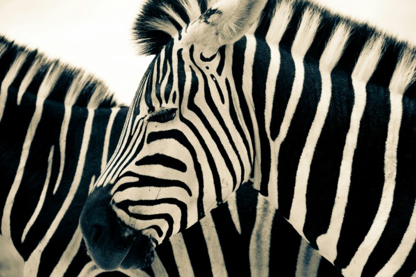 black and white zebra animal