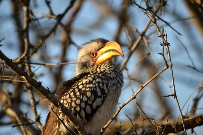 bird perching on tree