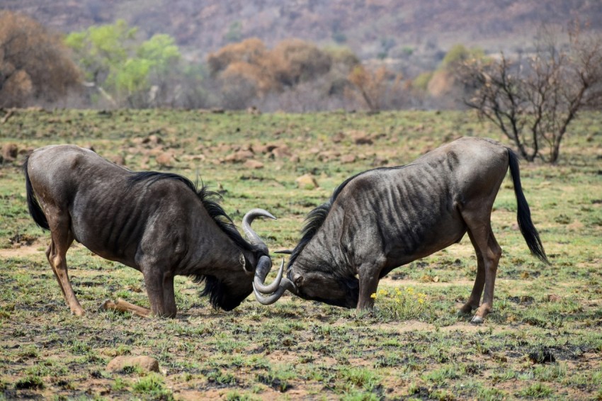 black water buffalo on green grass field during daytime