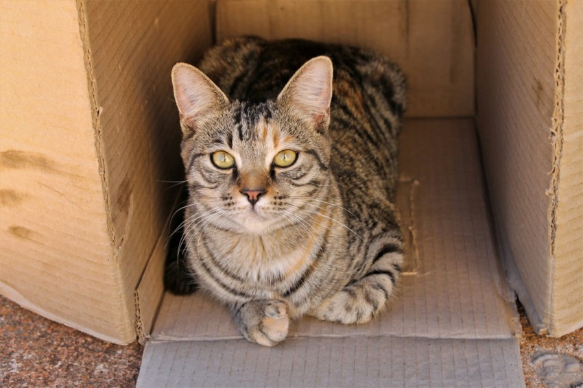 silver tabby cat in brown cardboard box