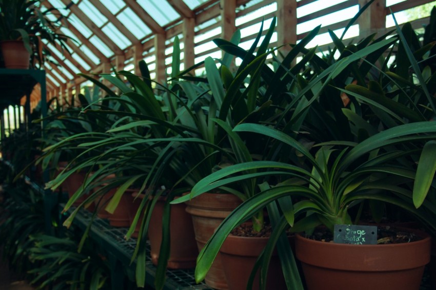 a row of potted plants in a greenhouse