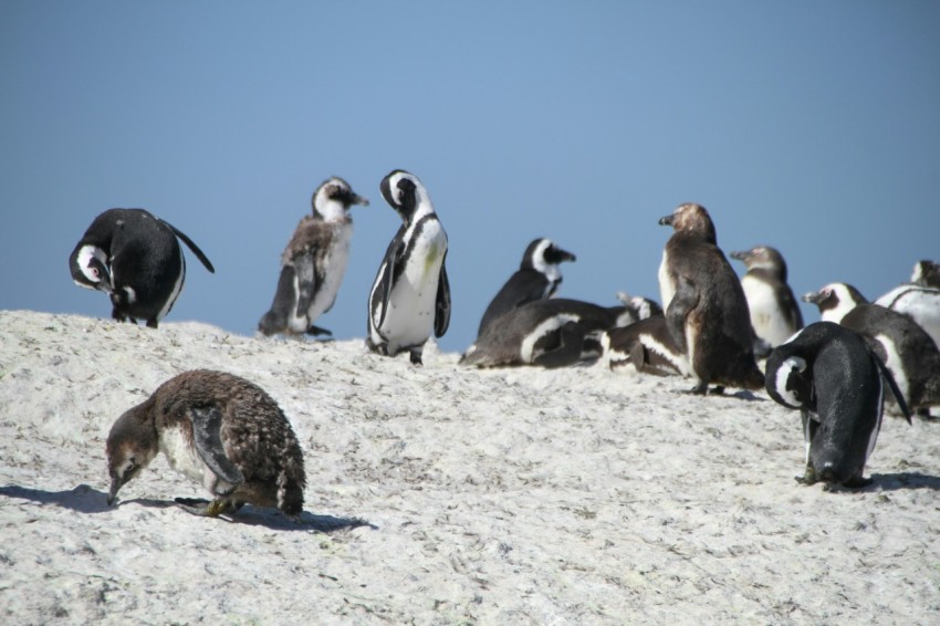 flock of penguins