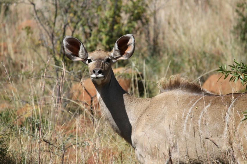 brown deer on brown grass field during daytime