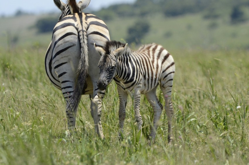 zebra on green grass field during daytime R8G