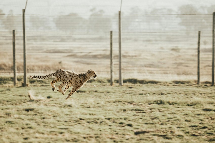 cheetah running on brown field 34OTzkN