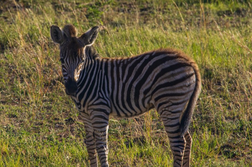 a zebra is standing in a grassy field