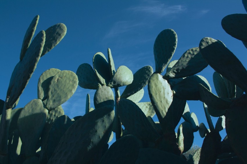 a group of cactus plants against a blue sky