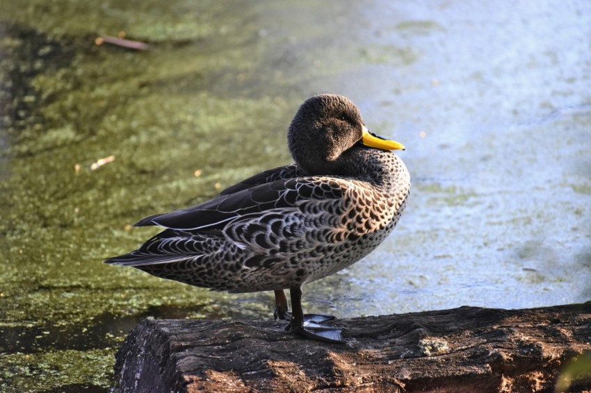 black and white duck on water