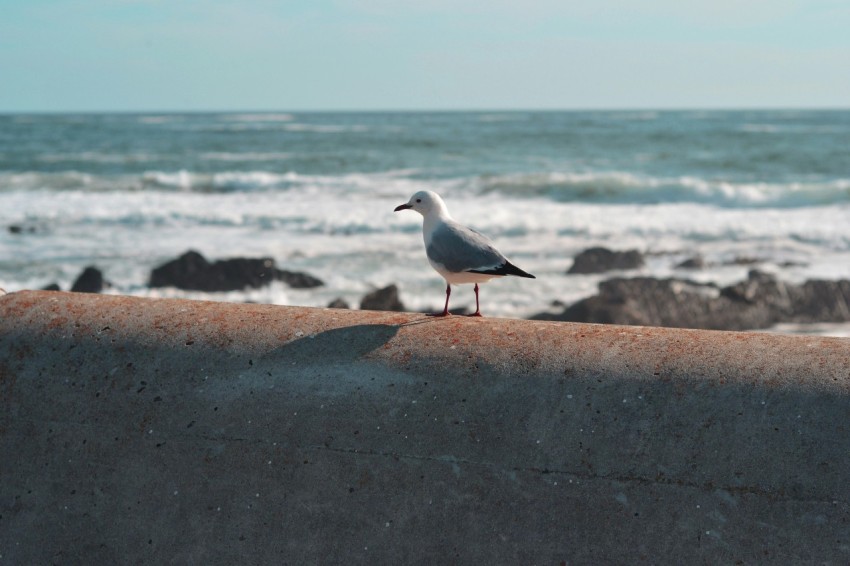 bird perched on wall near body of water